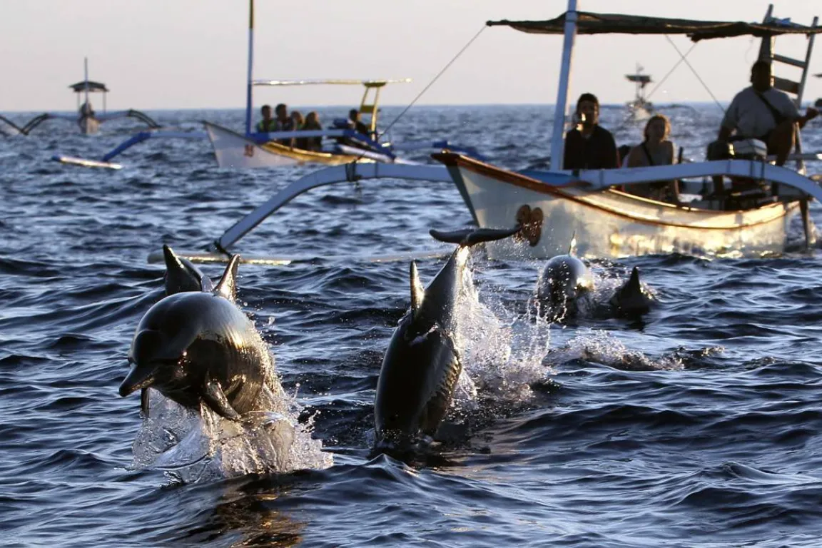Lovina Dolphin Tour – Sunrise Cruise with Optional Nature Add-ons